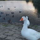 kif-n-dir-kif-n-dir avatar