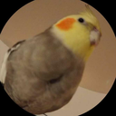 kiishan-buddy avatar