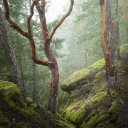 kikimora-bolotnaya avatar