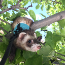 kikiorangutan avatar