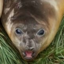 kilgoretroutstan avatar