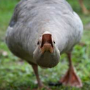 kiljuvakiljuhanhi avatar