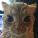 killerbeestan avatar