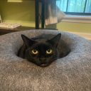 killerbunny787 avatar