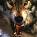 killerdeathwolf avatar