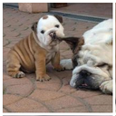 killerhangout avatar