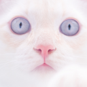 killerpastelkittens avatar