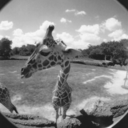 killingthought-s avatar