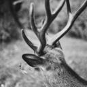 killmekillmekillme-blog avatar