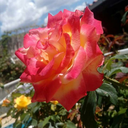 killmewithkindness avatar