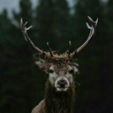 killthesedamnbitches avatar