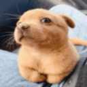 kimchicraverr avatar