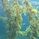 kims-possible avatar