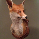 kimzoewagnertaxidermy-blog avatar