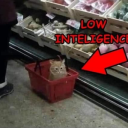 kin-the-muffin avatar