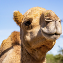 kingdom-of-the-camel avatar