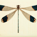 kingdomofinsomnia avatar