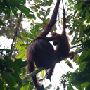 kingdomofzoology avatar