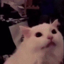 kingnervous696 avatar