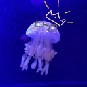 kingofthejellyfish avatar