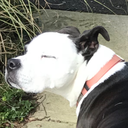 kings-and-lionhearts avatar