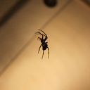 kings-of-the-night avatar