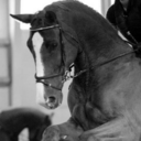 kingslandrider avatar