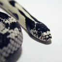 kingssnake avatar