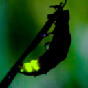 kinoglowworm avatar