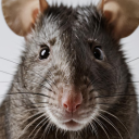 kippitykappitycheerio avatar