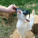 kiralovesryuk avatar