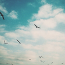 kirginliklarsirrakadem avatar