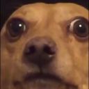 kirmizi-panda avatar