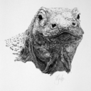 kirstysutherlanddrawlings avatar