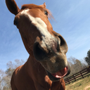 kiss-to-canter avatar