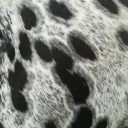 kissdbyangels avatar