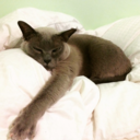 kissesandshrugs avatar