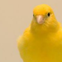 kissing-during-armageddom avatar