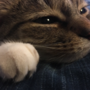 kit-katkels avatar