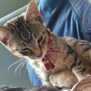 kitchen-scamp-vibes avatar