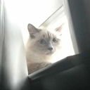 kitkatkittyman avatar