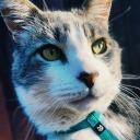 kitlox3rfoxer avatar