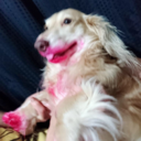 kitsch-dreams avatar