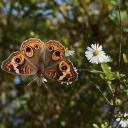 kitschycandyland avatar