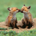 kitsune-no-yomeiri avatar