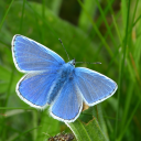 kitsunekasaii avatar