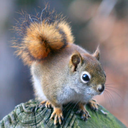 kitsunesanddragons avatar