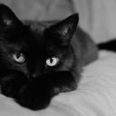 kitten-by-night avatar