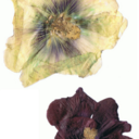 kitten-flower avatar