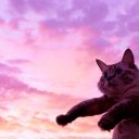 kitten-lovestae avatar